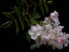 White Musk Scent: The Perfect Fragrance for Layering