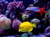 Saltwater Aquariums: Creating Mini Oceans of Beauty at Home