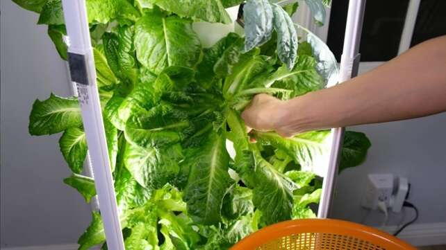 Hydroponic Tower Garden